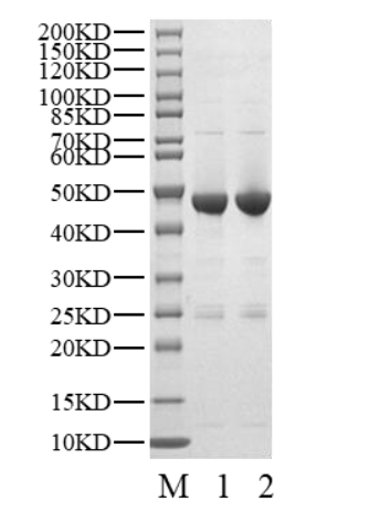 CDK8 Protein