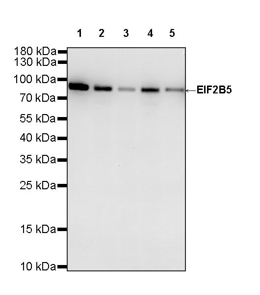 EIF2B5 Recombinant Rabbit mAb (S-3816-3)