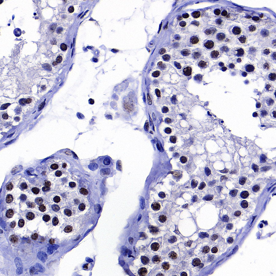 SC35 Recombinant Mouse mAb (S-5700)