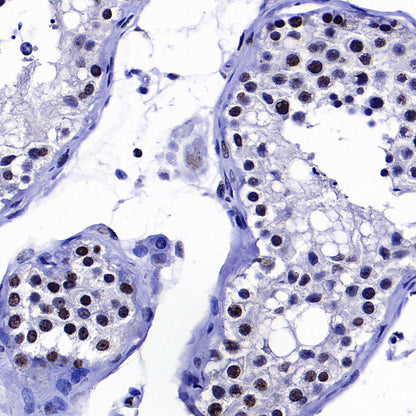 SC35 Recombinant Mouse mAb (S-5700)