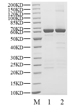 CLK1 GST&His Tag Protein, Human