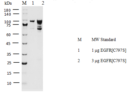 EGFR[C797S] Protein, Human
