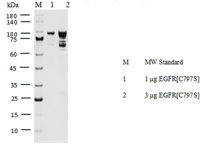 EGFR[C797S] Protein, Human