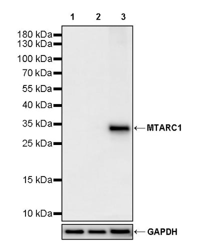 MTARC1 Rabbit Polyclonal Antibody