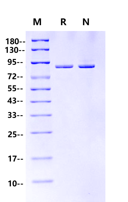 Pfu DNA Polymerase