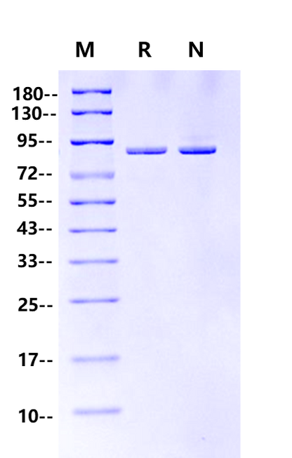 Pfu DNA Polymerase