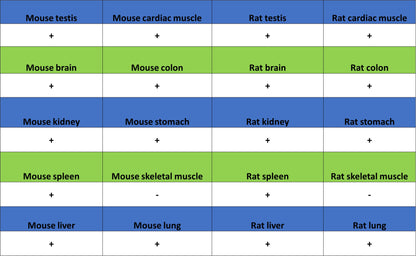 RPS3 Recombinant Rabbit mAb (S-4121-27)