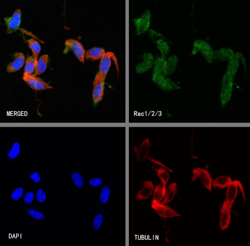 Rac1/2/3 Recombinant Rabbit mAb (S-2720-10)