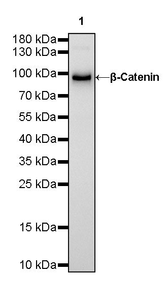 β-Catenin Recombinant Rabbit mAb,PBS Only (SDT-336-23)