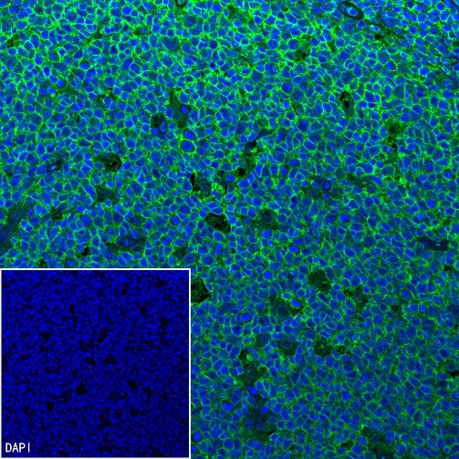 CD45RA Recombinant Mouse mAb (HI100)