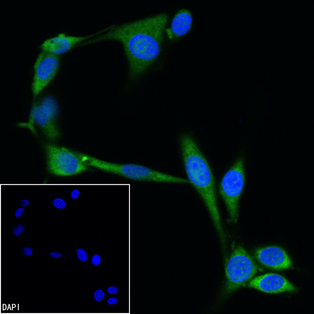 GAPDH Recombinant Mouse mAb (Alexa Fluor® 488 Conjugate) (S-4721)