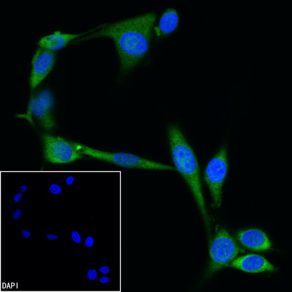 GAPDH Recombinant Mouse mAb (Alexa Fluor® 488 Conjugate) (S-4721)