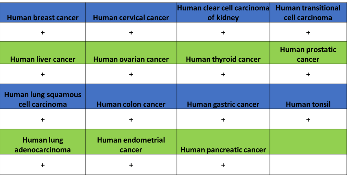 ADAM9 Recombinant Rabbit mAb (S-3270-74)
