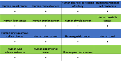 ADAM9 Recombinant Rabbit mAb (S-3270-74)