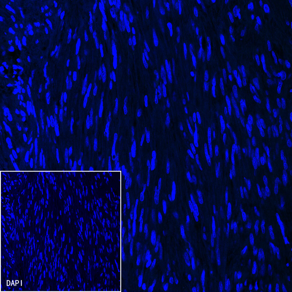S-RMab® Cytokeratin 7 Recombinant Rabbit  mAb,PBS Only (SDT-121-17)