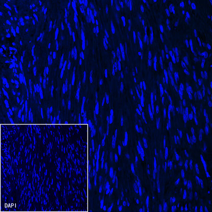 S-RMab® Cytokeratin 7 Recombinant Rabbit  mAb,PBS Only (SDT-121-17)