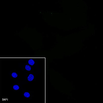 S-RMab®Rabbit mAb IgG Isotype Control (S-R058)