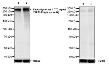 RNA polymerase II CTD repeat YSPTSPS (phosphor S7) Recombinant Rat mAb (S-R198)
