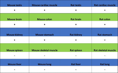 DLST Rabbit Polyclonal Antibody