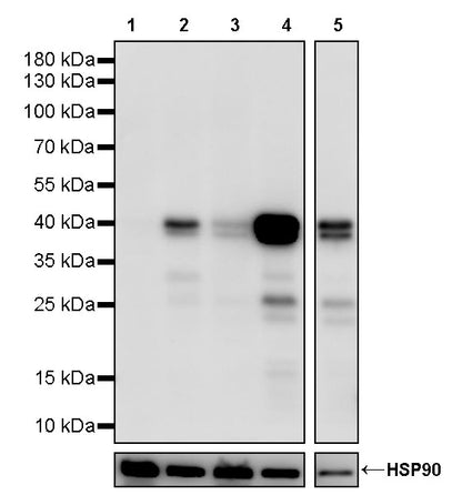 CEBPA Recombinant Rabbit mAb (S-3629-33)