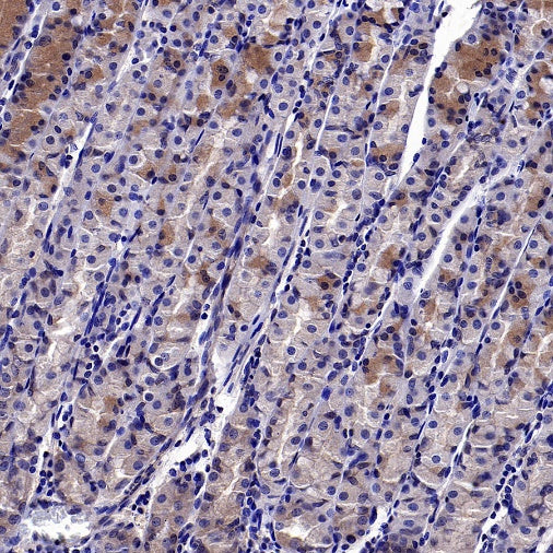GSDMD Recombinant Rabbit mAb (S-3267)