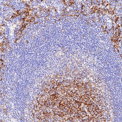 CD14 Mouse mAb (SDT-411-1)
