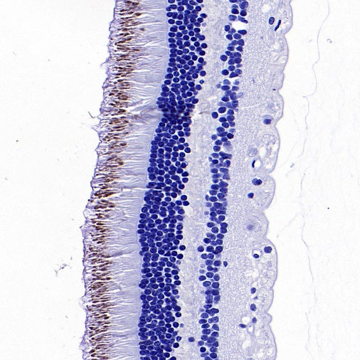 OPN1SW Rabbit Polyclonal Antibody