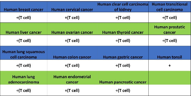 CD5 Recombinant Rabbit mAb (SDT-2857-16)