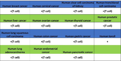 CD5 Recombinant Rabbit mAb (SDT-2857-16)
