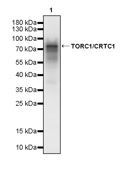 TORC1/CRTC1 Recombinant Rabbit mAb (S-3978-42)