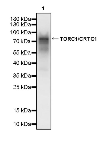 TORC1/CRTC1 Recombinant Rabbit mAb (S-3978-42)