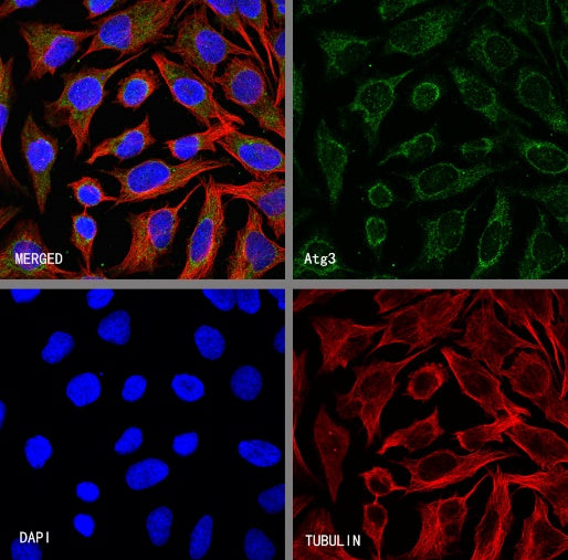 Atg3 Recombinant Rabbit mAb (S-2168-20)