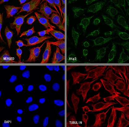 Atg3 Recombinant Rabbit mAb (S-2168-20)