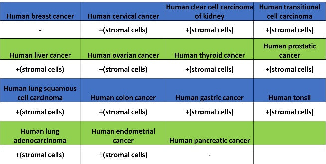 Mannose Receptor Recombinant Rabbit mAb (SDT-2206-52)