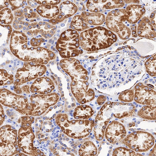 MAOA Rabbit Polyclonal Antibody