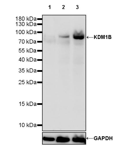 KDM1B Recombinant Rabbit mAb (S-993-8)