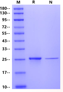 FGF-17 Protein, Human