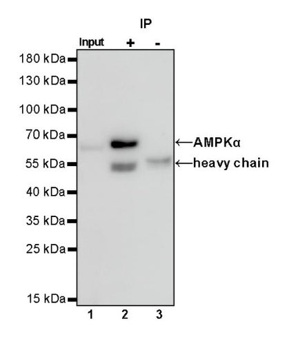 AMPKα Recombinant Rabbit mAb (S-784-68)