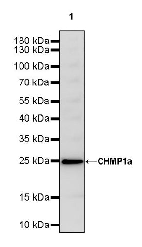 CHMP1a Recombinant Rabbit mAb (S-1651-159)