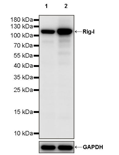 Rig-I Recombinant Rabbit mAb (S-2293-22)