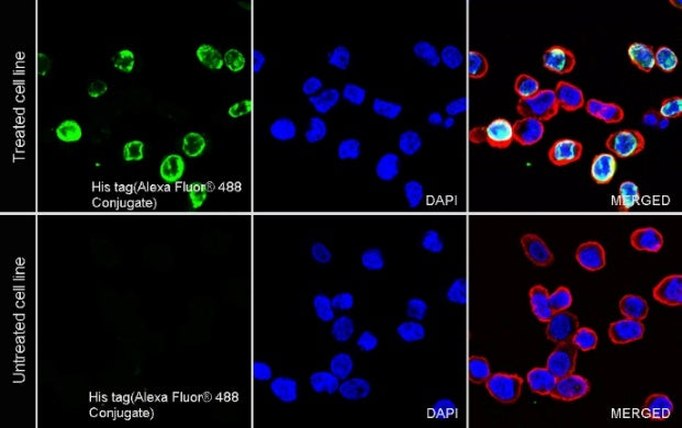 His tag (C-terminal) Recombinant Rabbit mAb (Alexa Fluor® 488 Conjugate) (S-1398-10)