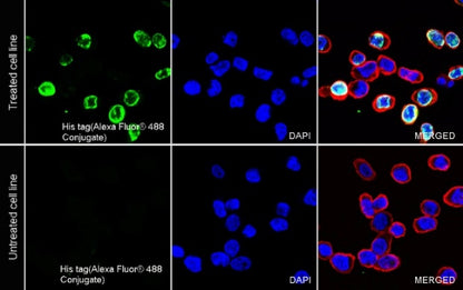 His tag (C-terminal) Recombinant Rabbit mAb (Alexa Fluor® 488 Conjugate) (S-1398-10)