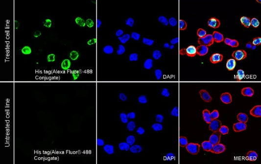 His tag (C-terminal) Recombinant Rabbit mAb (Alexa Fluor® 488 Conjugate) (S-1398-10)
