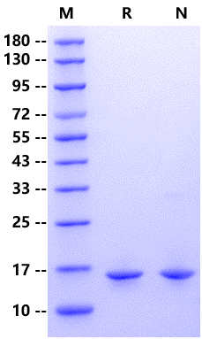 FABP4 His Tag Protein, Human