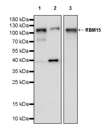RBM15 Rabbit Polyclonal Antibody