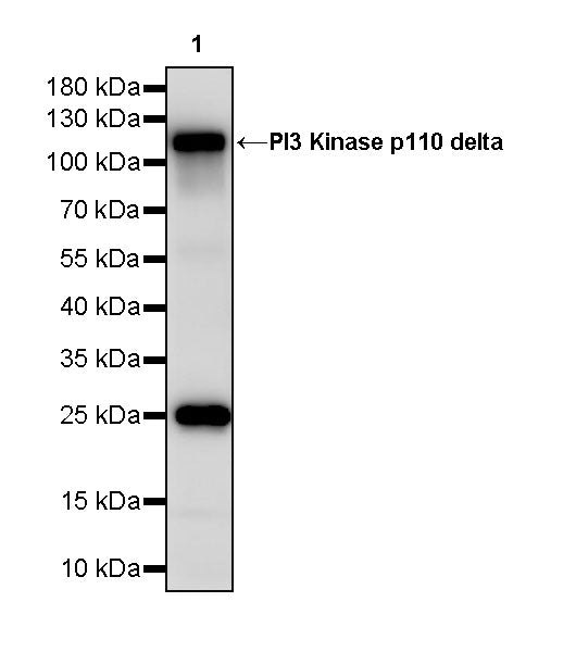 PI3 Kinase p110 delta Recombinant Rabbit mAb (S-M0023)