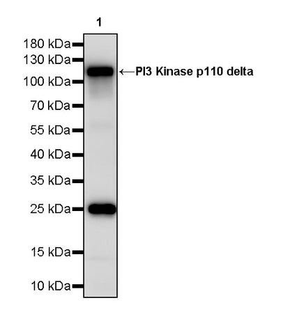 PI3 Kinase p110 delta Recombinant Rabbit mAb (S-M0023)