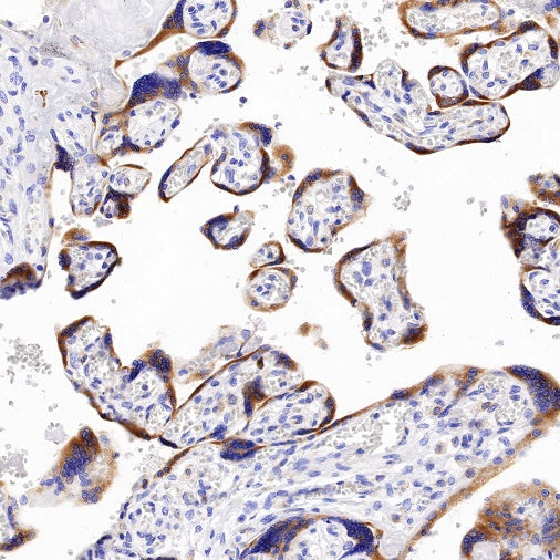 UGGT1 Recombinant Rabbit mAb (S-1079-19)