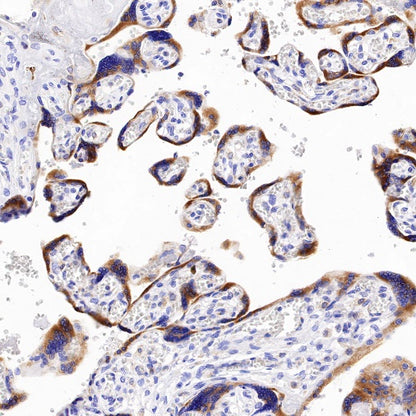 UGGT1 Recombinant Rabbit mAb (S-1079-19)