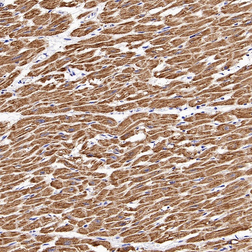 UQCRC2 Recombinant Rabbit mAb (S-1890-227)